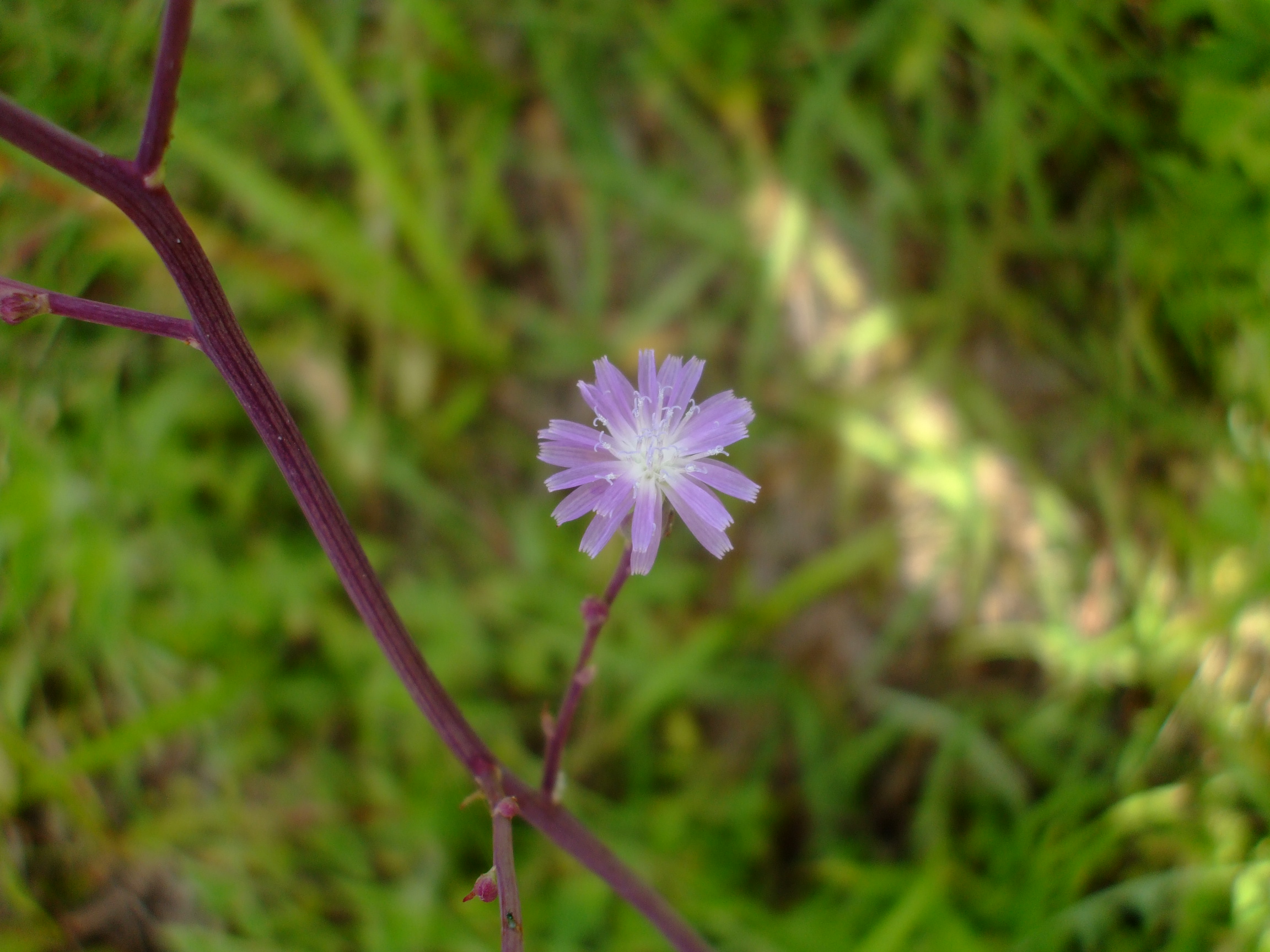 Lactuca graminifolia